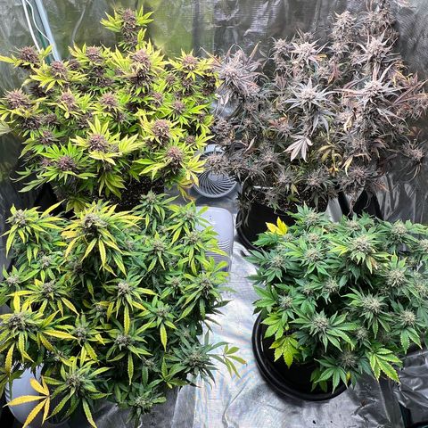 Amnesia Haze growlog timeline photo