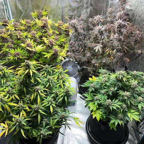 Amnesia Haze growlog timeline photo