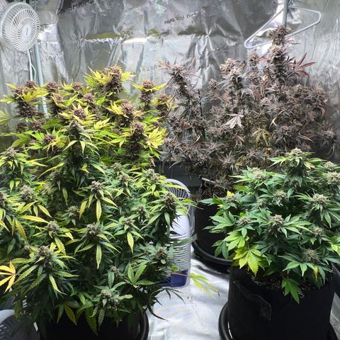 Amnesia Haze growlog timeline photo