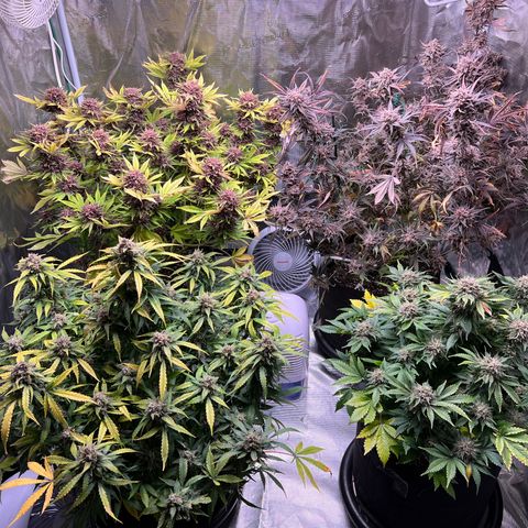 Amnesia Haze growlog timeline photo