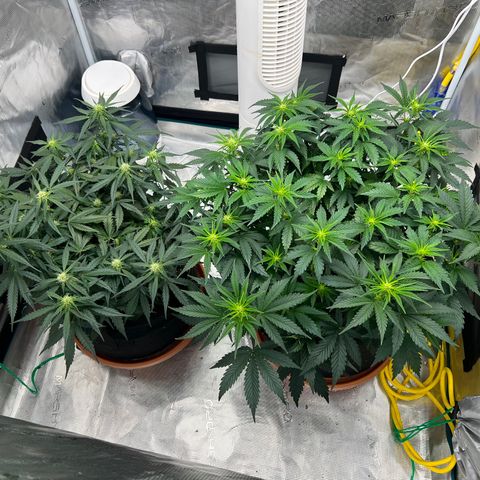 Planet of the Grapes growlog timeline photo