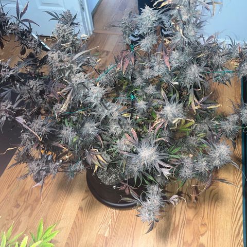 Queens Banner growlog timeline photo