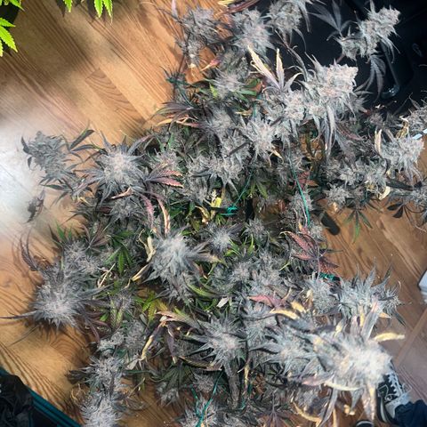 Queens Banner growlog timeline photo