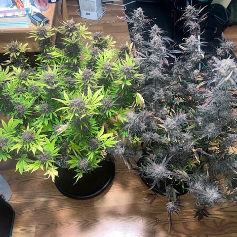 Queens Banner growlog timeline photo