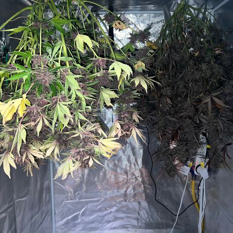 Queens Banner growlog timeline photo