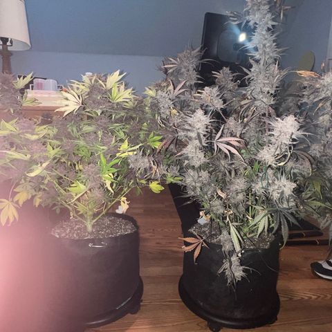 Gelato growlog timeline photo