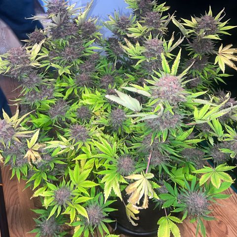 Gelato growlog timeline photo