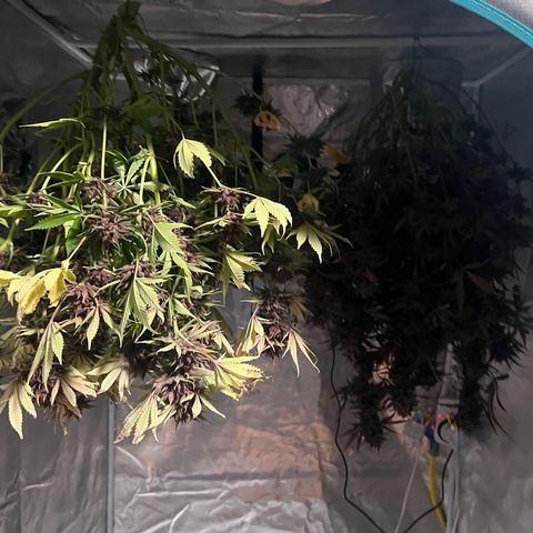 Gelato growlog timeline photo