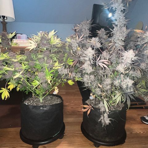 Gelato growlog timeline photo