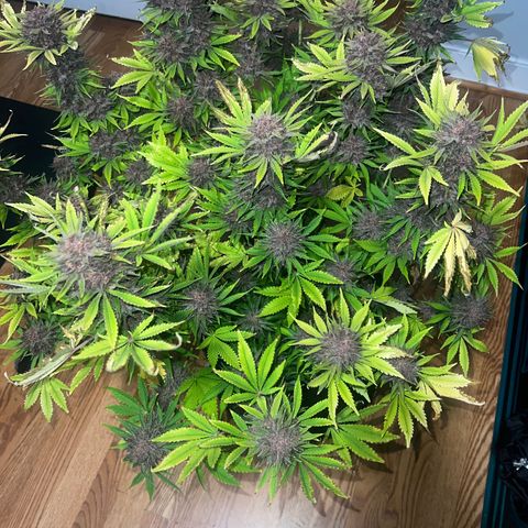 Gelato growlog timeline photo