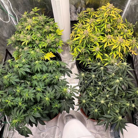 Amnesia Haze growlog timeline photo