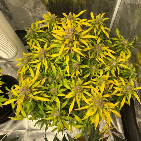 Amnesia Haze growlog timeline photo