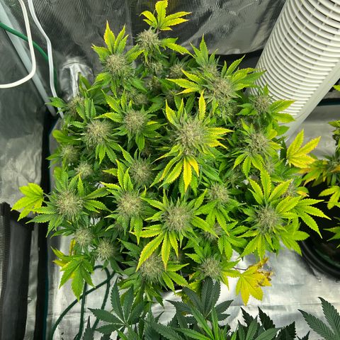 Mesphito - CDLC growlog timeline photo