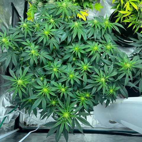Planet of the Grapes growlog timeline photo