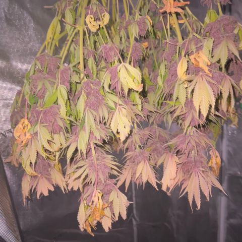 Gelato growlog timeline photo