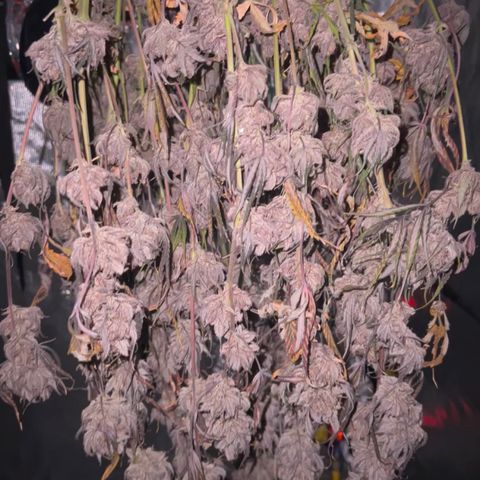 Queens Banner growlog timeline photo
