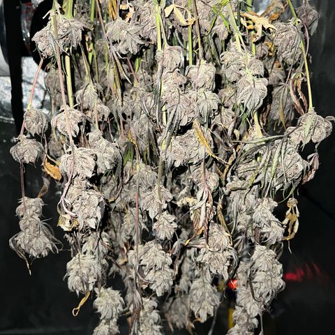 Queens Banner growlog timeline photo