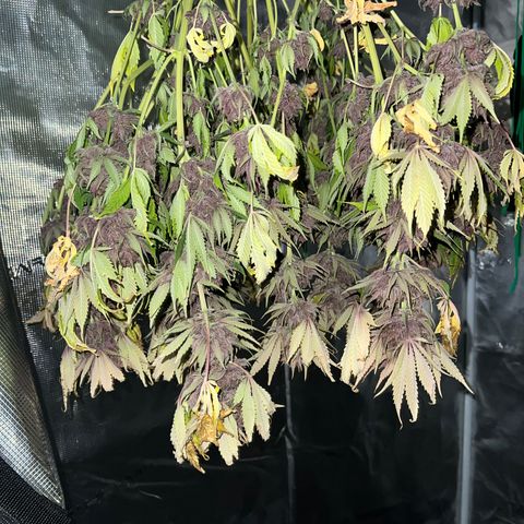 Gelato growlog timeline photo