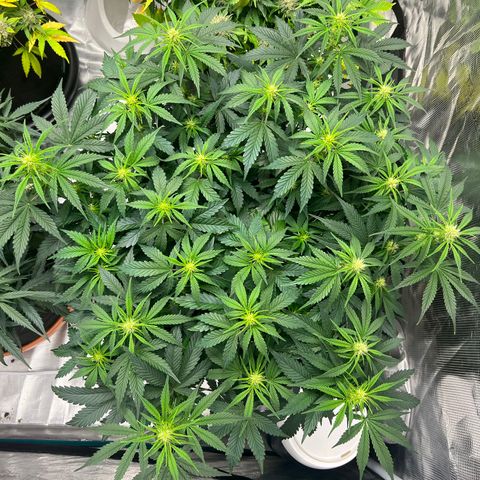 Planet of the Grapes growlog timeline photo