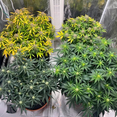 Amnesia Haze growlog timeline photo