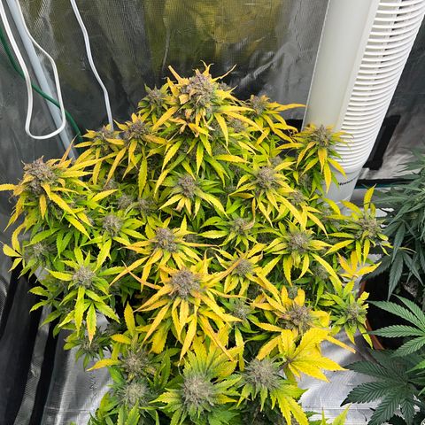 Amnesia Haze growlog timeline photo