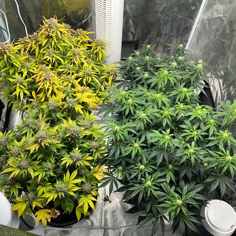Amnesia Haze growlog timeline photo