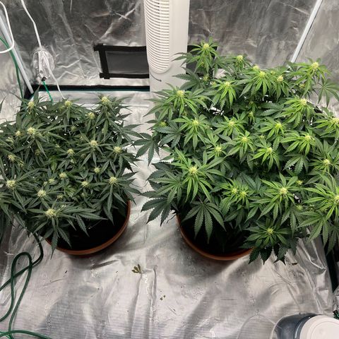 Planet of the Grapes growlog timeline photo