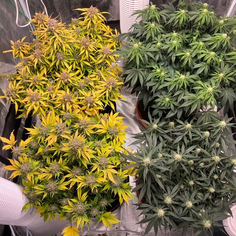 Amnesia Haze growlog timeline photo
