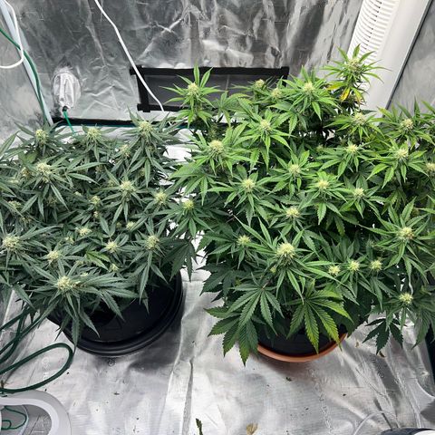 Planet of the Grapes growlog timeline photo