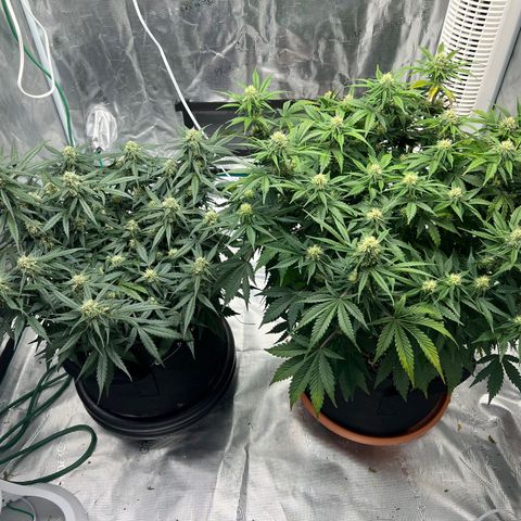 Planet of the Grapes growlog timeline photo