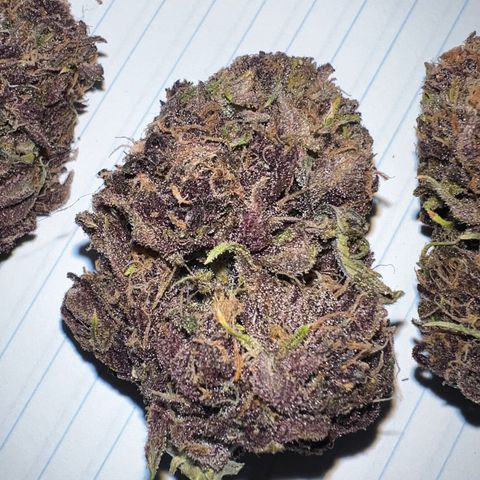 Gelato growlog timeline photo
