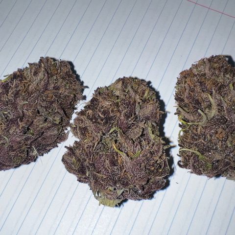Gelato growlog timeline photo