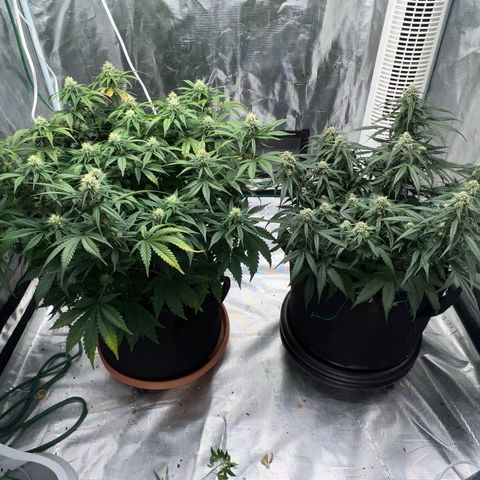 Planet of the Grapes growlog timeline photo