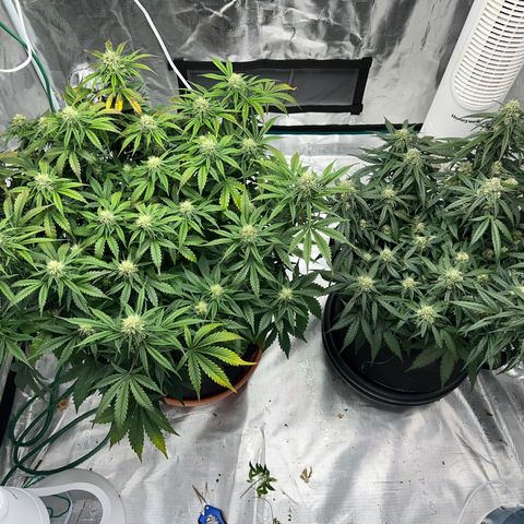 Planet of the Grapes growlog timeline photo