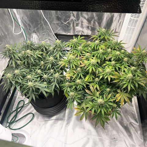 Planet of the Grapes growlog timeline photo