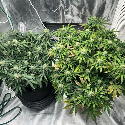 Planet of the Grapes growlog timeline photo