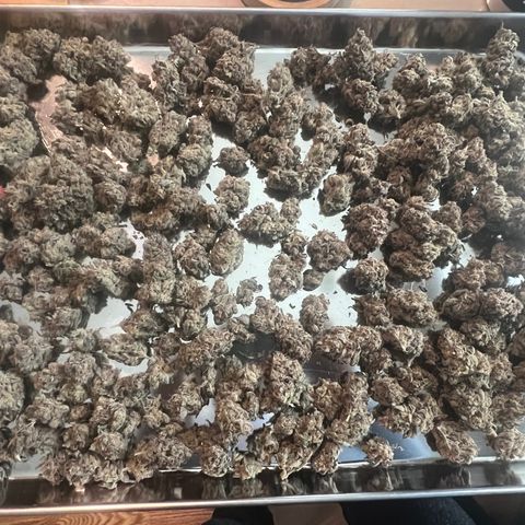 Queens Banner growlog photo: 141 final weight