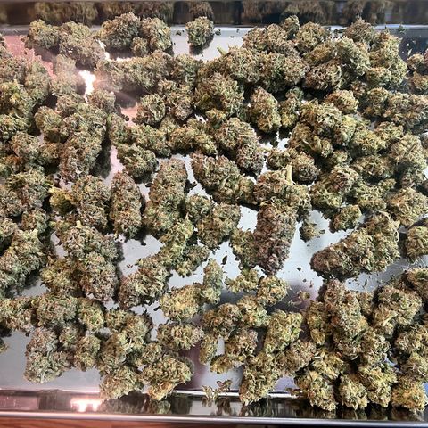 Amnesia Haze growlog photo: 117 final weight