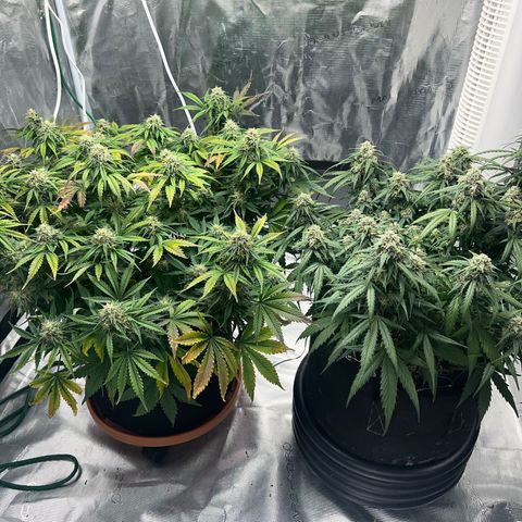 Planet of the Grapes growlog photo: Post trim