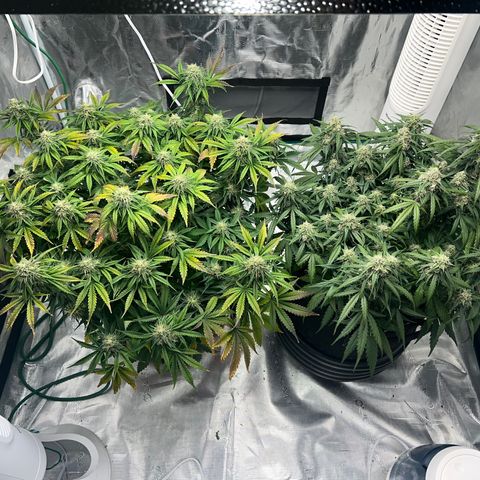 Planet of the Grapes growlog photo: Post trim