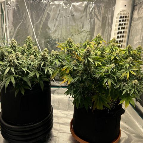 Planet of the Grapes growlog timeline photo