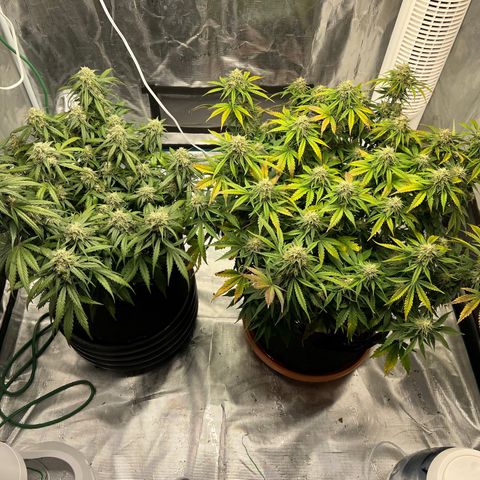 Planet of the Grapes growlog timeline photo