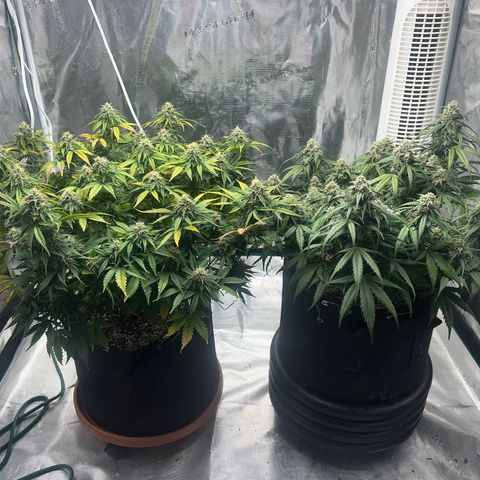 Planet of the Grapes growlog timeline photo