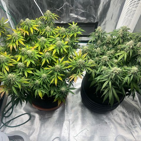Planet of the Grapes growlog timeline photo