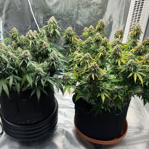Planet of the Grapes growlog timeline photo