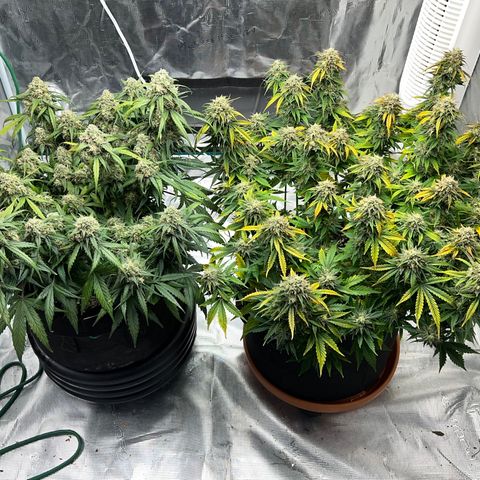 Planet of the Grapes growlog timeline photo