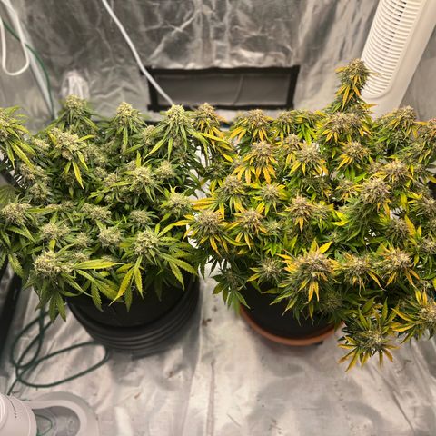 Planet of the Grapes growlog timeline photo