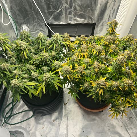Planet of the Grapes growlog timeline photo