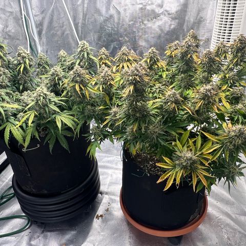 Planet of the Grapes growlog timeline photo