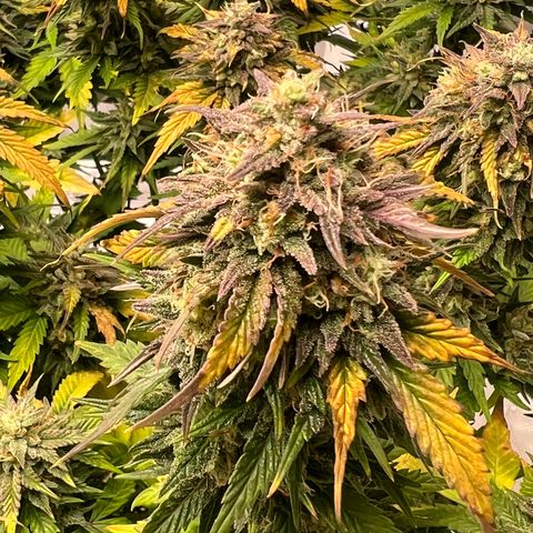 Planet of the Grapes growlog timeline photo